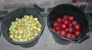 crab apples and sharp eating apples