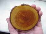 elder tree, a cross section of the timber, showing the darker heart wood
