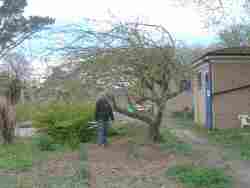 restoring the orchard, secret garden, glenfield, apr 2019,