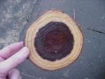 cross section of a laburnum tree, grown in leicestershire, varnished. notice the dark colour of the heart wood.