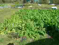 Open Day  Raw n Pure, 2018, Polebrook Hayes Organic Farm