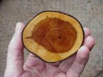 cross-section of timber from an old yew tree branch